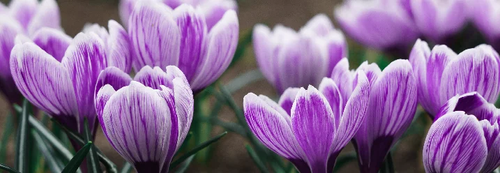 Lila-weiße Krokusse in Blüte